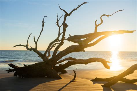 Driftwood Beach • Jekyll Island, Georgia • Vacation, Conservation, and Education Destination