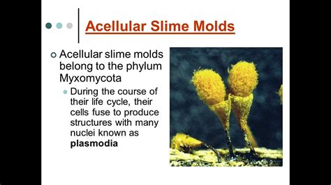 CLASS-11 CHAPTER-2 PART-17 BIOLOGICAL CLASSIFICATION-KINGDOM PROTISTA-PHYLUM-MYXOMYCOTA ...