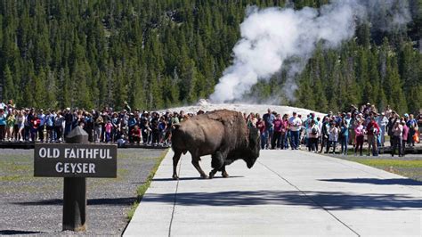 Man Injured Following Bison Attack at Yellowstone National Park | Complex