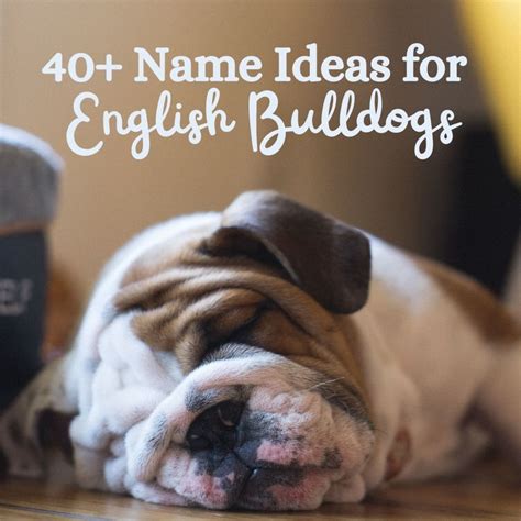 40+ Great Names for English Bulldogs - PetHelpful