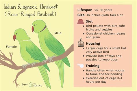 Indian Ringneck Parakeet (Rose-Ringed Parakeet): Bird Species Profile