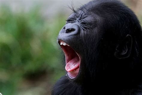 Yawning animals (23 pics)