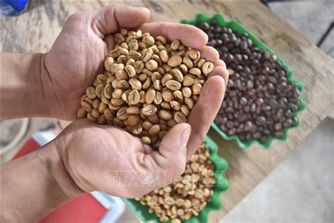 Vietnam eyes to expand coffee exports to Africa - VNA Photos - Vietnam News Agency (VNA)