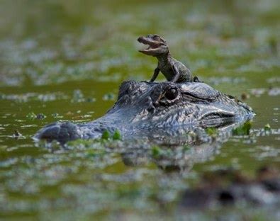 Funny Alligator | In Photos-Images | Funny And Cute Animals