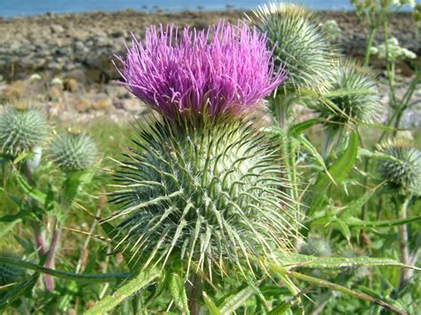 Flower Of Scotland - JFlorence by scottish on DeviantArt