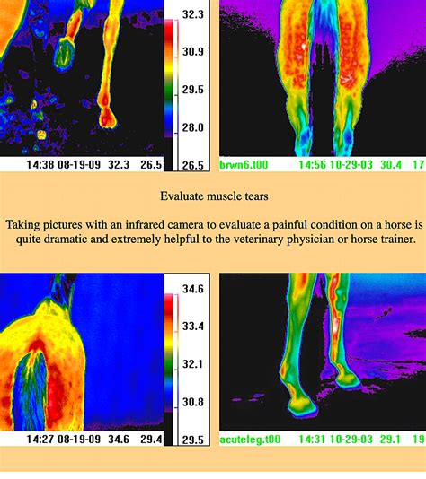 THERMOLOGY: veterinary applications with teletherm infrared – Vital Vet