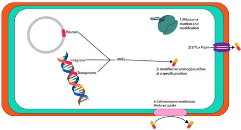 Antibiotic Resistance in Proteus mirabilis: Mechanism, Status, and Public Health Significance ...