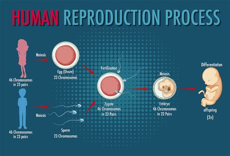 Diagram showing human reproduction process 6611376 Vector Art at Vecteezy