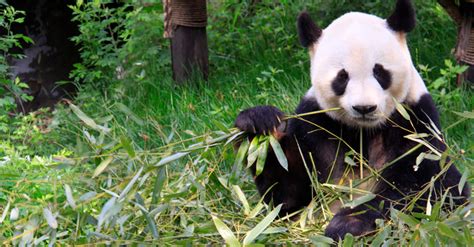 Is Captive Breeding Actually Helping the Giant Panda? - One Green Planet