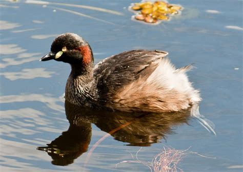 Australasian Grebe - The Australian Museum