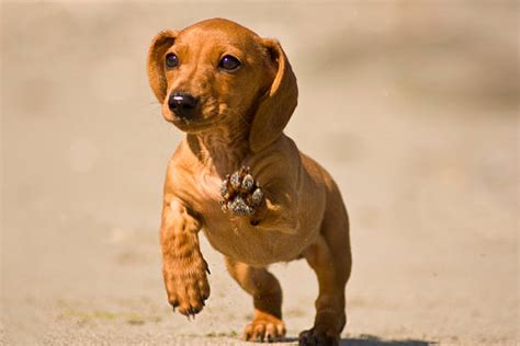 Dachshund Puppy Running On The Beach Stock Photos, Pictures & Royalty-Free Images - iStock