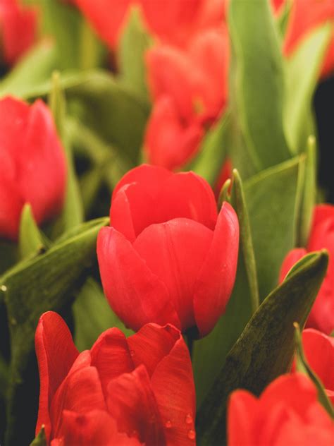 Free Images : tulip, green, flower, spring, bloom, beauty, blossom ...