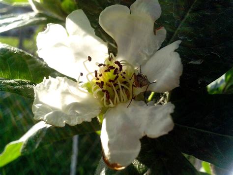 Free picture: white, medlar, flower, close