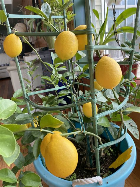 Growing your own Lemons and Limes - EdibleGardenGirl