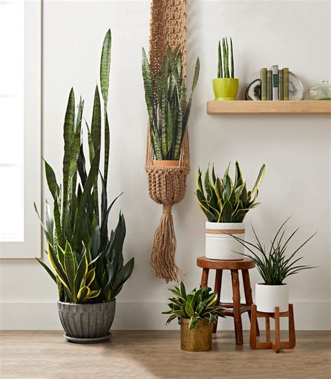 How to Grow and Care for Snake Plant | Indoor plants, Hanging plants, Indoor plants styling