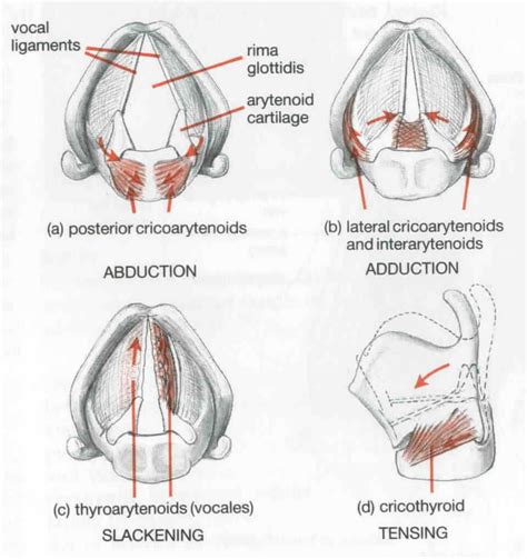 Pin on Vocal Anatomy