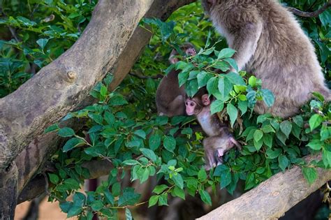 Making Friends At Iwatayama Monkey Park | Explore Shaw