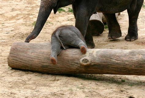 Really Cute Baby Elephants