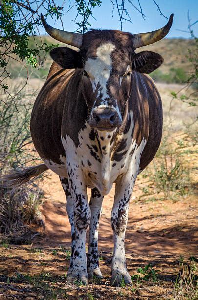 Best Nguni Cattle Stock Photos, Pictures & Royalty-Free Images - iStock