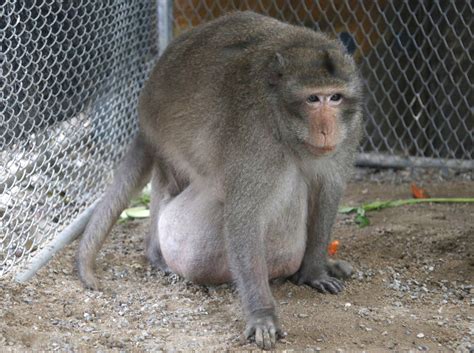 Morbidly obese wild monkey, ‘Uncle Fat’, going on a diet | Las Vegas ...