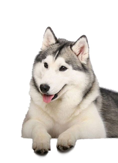 Husky PNG Images Transparent Free Download