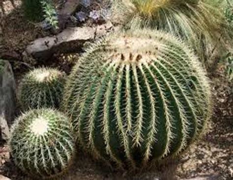 10 Facts about Desert Plants | Fact File