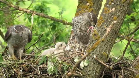 Ястреб тетеревятник - гнездовая жизнь. Goshawk - nesting life / 鷹 / 苍鹰 - YouTube