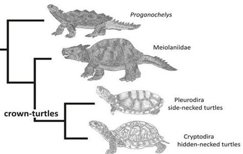 How The Turtle Got Its Shell? - JournalHow