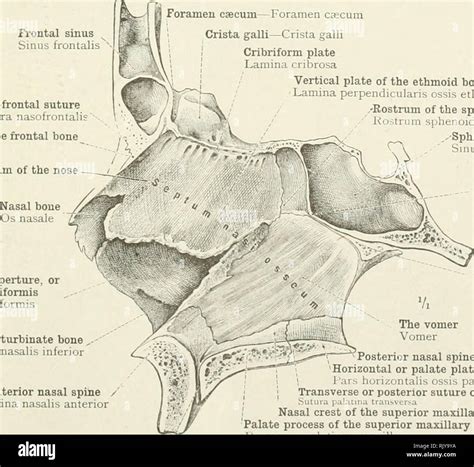 . An atlas of human anatomy for students and physicians. Anatomy. Lamina cribrosa Orbital plate ...