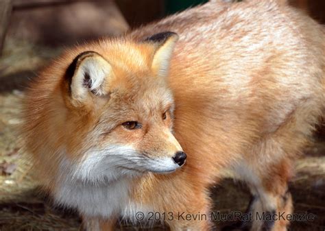 Mammals of Adirondack Wildlife Refuge and Rehabilitation Center | Nature Up North