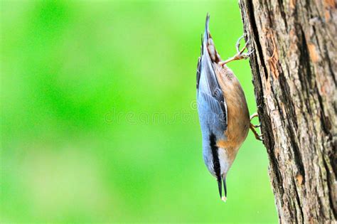 Eurasian Nuthatch stock image. Image of attitude, perching - 15167523