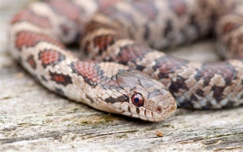 Eastern Milk Snake Care Guide - Size, Lifespan & More