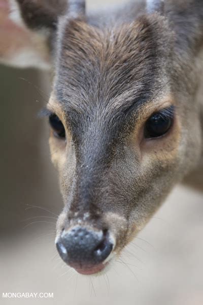 Picture Gallery: rainforest mammals