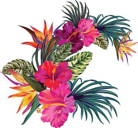 Tropical Flower Clip Art, Vector Images & Illustrations - iStock