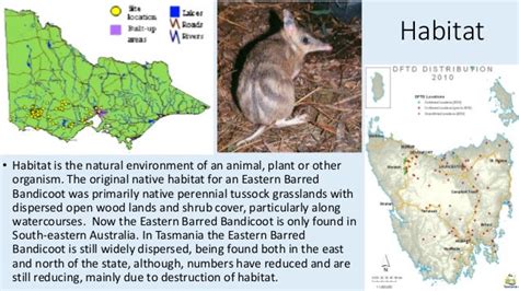 Eastern Barred Bandicoot - student presentation