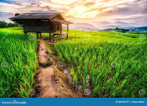 Rice field in Chiang Mai stock image. Image of sunset - 80036197