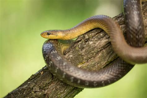 Do Snakes Live In Trees? ( And What Types Of Snakes Live In Trees )