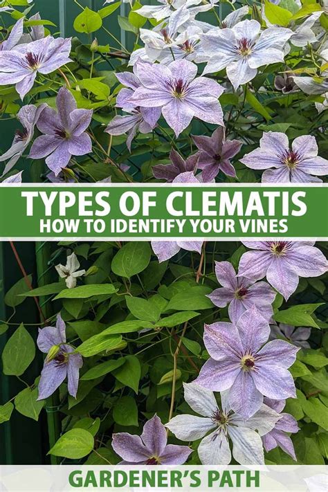 Clematis are lovely, flowering vines with a huge variety of flower ...