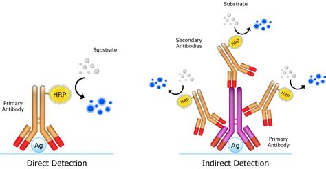 AAT Bioquest: Enzyme-Linked Immunosorbent Assay (ELISA)