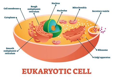 Eukaryotes and Prokaryotes | GCSE Biology Revision