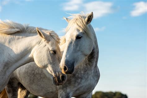 Equine encephalitis: causes, symptoms and treatment