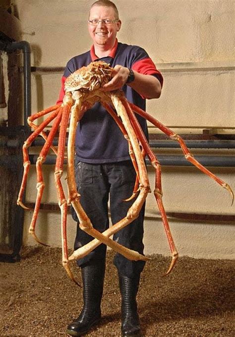 Japanese Spider Crab Diet - michaeljacksonopowiadania