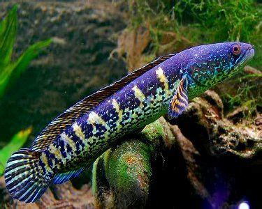 Golden Cobra Snakehead, (Channa aurantimaculata) Species Profile, Golden Cobra Snakehead ...