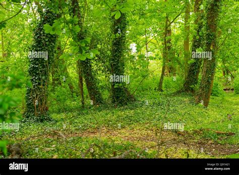 English Countryside at Temple, Berkshire Stock Photo - Alamy