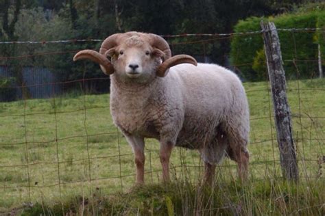 Bemborough Portland ram aged two years, our latest ram to the the Foldson flock | Rare breed ...