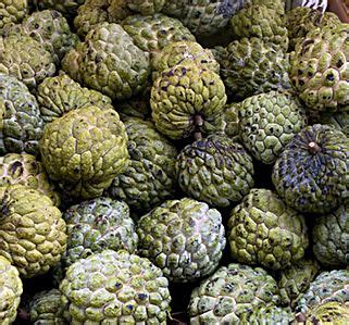 Sugar Apple or Atis Production - Franchise, Business and Entrepreneur