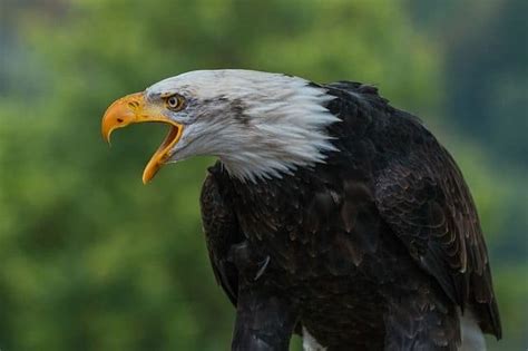 Difference Between Male And Female Bald Eagles