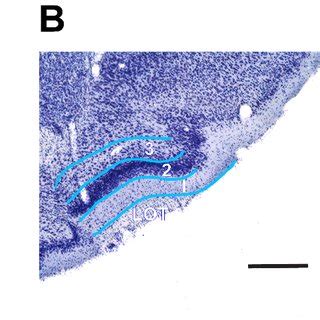 The thickness of the piriform cortex determines the number of glia ...