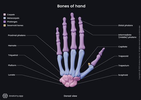 Phalanges of hand | Encyclopedia | Anatomy.app | Learn anatomy | 3D models, articles, and quizzes