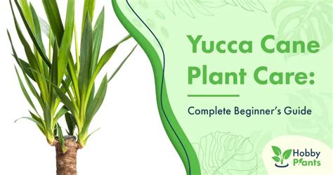 Yucca Cane Plant Care: [Complete Beginner's Guide]